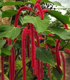 Acalypha hispida rode poezenstaart bloei