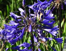 Agapanthus 'Bressingham Blue ' closeup