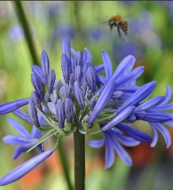 Agapanthus 'Loch Hope' 