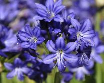 Agapanthus 'Maurice' midden augustus