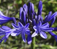 AgapanthusNavyBluecloseup