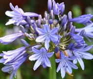 Agapanthus 'September Hemel'very closeup