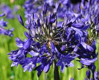 Agapanthus 'Veendam' aug