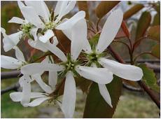 Amelanchier laevis 'Ballerina'