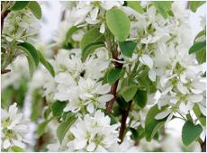 Amelanchier alnifolia 'Obelisk'