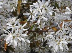 Amelanchier x grandiflora Princesse Diana'