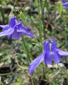 AquilegiavulgarisBlueBarlowhangendhoofd