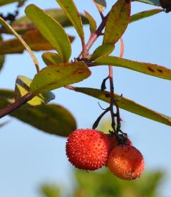 Arbutus unedo vruchten