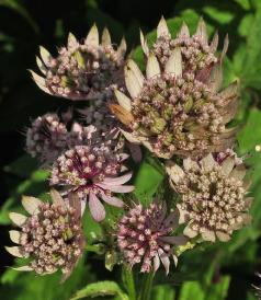 AstrantiamajorRosensinfonievn