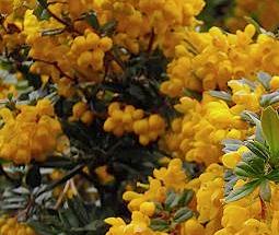 Berberis darwinii