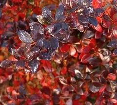 Berberis media 'Red Juwel'