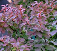 Berberis thunbergii 'Admiration' 2