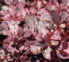 Berberis thunbergii Harlequin