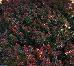 Berberis thunbergii 'Bagatelle' habitus Leen