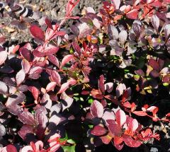 Berberis thunbergii 'Dart's Red Lady '2