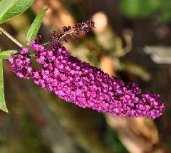 Bluddleja davidii 'Royal Red'