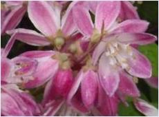 Clematis armandii