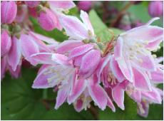 BruidsbloemTourbillonRouge