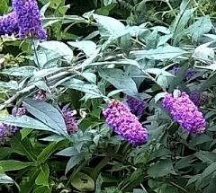 Buddleia davidii 'Blue Chip'