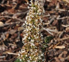 Buddleja davidii 'White Chip'