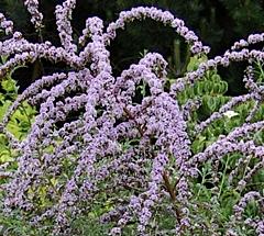 Buddleja alternifolia