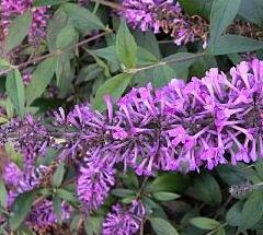 BuddlejaArgusVelvet