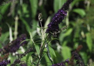 BuddlejadavidiiBlackKnightflowercloseup