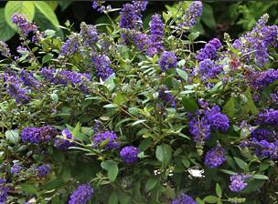 Buddlejadavidiibluechip