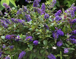 Buddlejadavidiibluechip