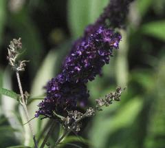 Buddleja davidii 'Black Knight'