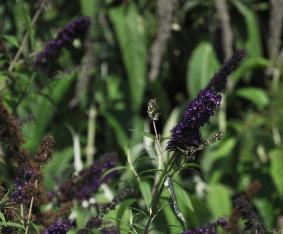 BuddlejadavidiiBlackKnightflowercloseup