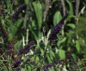 BuddlejadavidiiBlackKnightflowercloseup