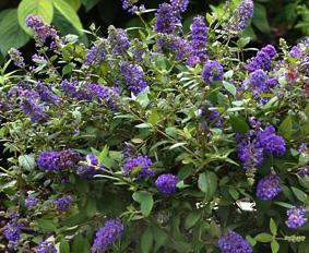 Buddlejadavidiibluechip