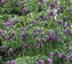 Buddleja davidii 'Dartmoor'