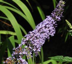 Buddleja davidii 'Glasnevin'