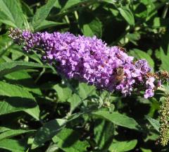 Buddleja davidii 'Lilac Chip'