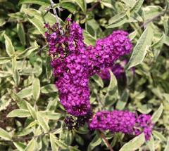 Buddleja davidii 'Masquerade'