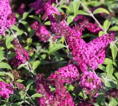 Buddleja davidii 'Miss Ruby'