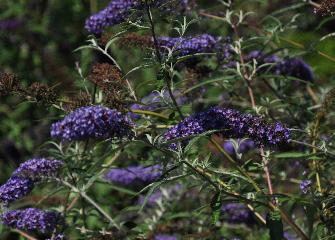 BuddlejadavidiiNanhoBlue