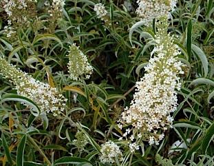 BuddlejadavidiiNanhoWhite