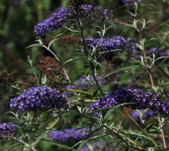 Buddleja davidii 'Nanho Blue'