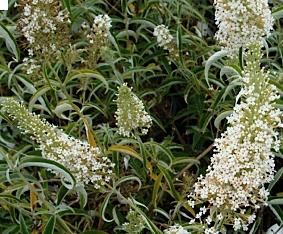 BuddlejadavidiiNanhoWhite