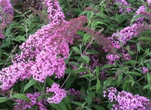 BuddlejadavidiiPinkDelight