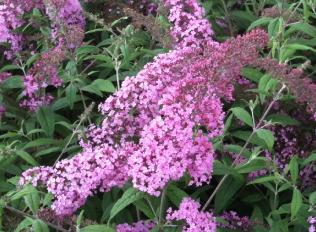 BuddlejadavidiiPinkDelight