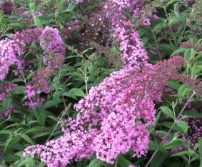 BuddlejadavidiiPinkDelight