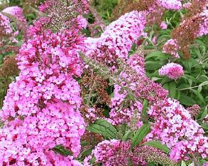 BuddlejadavidiiPinkDelight1