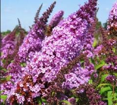 Buddleja davidii 'Peacock'