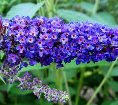 Buddleja 'Empire Blue'