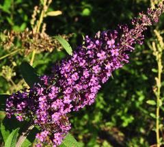 Buddleja x dav. 'Lochinch'