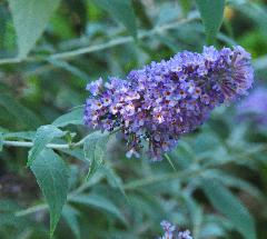 Buddleja x dav. 'Lochinch'